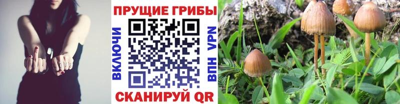 Псилоцибиновые грибы Cubensis  Ангарск 