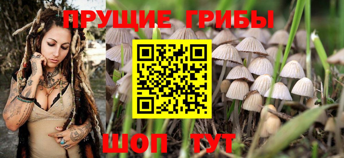 Ангарск  Псилоцибиновые грибы прущие грибы  Псилоцибиновые грибы Psilocybe  Вход с VPN 